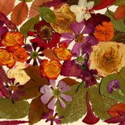 Leaves used as part of a collage design. Leaves used as part of a collage design.