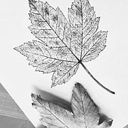 Leaf printing example. Leaf printing example.