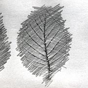 Leaf rubbing example. Leaf rubbing example.