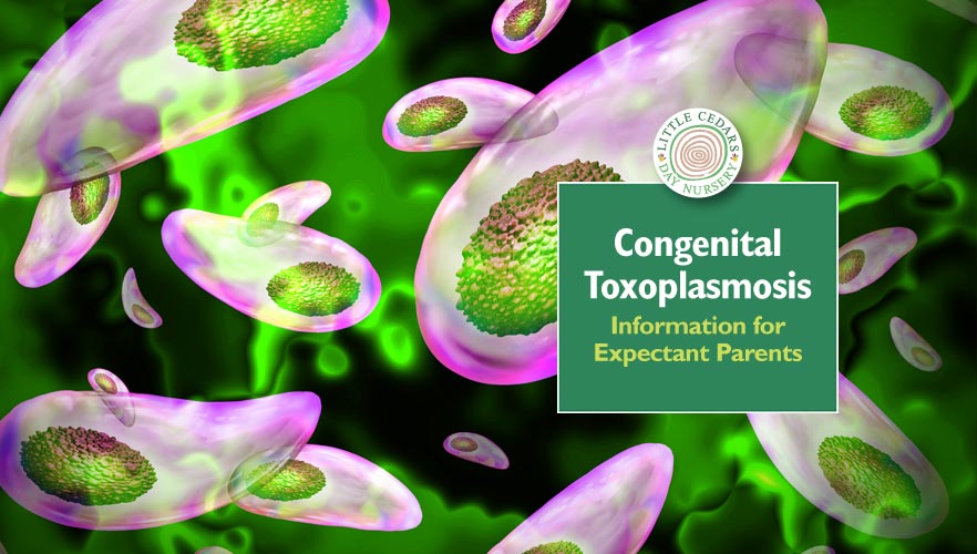 Congenital Toxoplasmosis: Information for Expectant Parents
