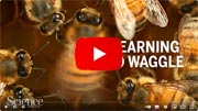The bee 'waggle dance' explained.