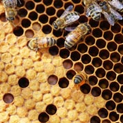 Create a buzz about World Bee Day this May!