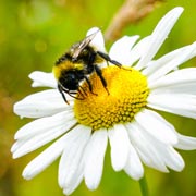 World Bee Day arrives on the same date each year — the 20th of May. World Bee Day arrives on the same date each year — the 20th of May.