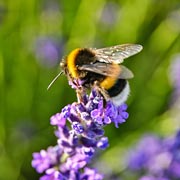 See which types of bees children can spot on a bee-spotting walk.