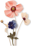 Pressed flowers are a wonderful way for children to save flowers semi-permanently as keepsakes or to use as part of an art activity. Pressed flowers are a wonderful way for children to save flowers semi-permanently as keepsakes or to use as part of an art activity.