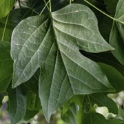 The Tulip Tree a.k.a. Yellow-Poplar has leaves shaped rather like t-shirts — perfect as a base for children to create leaf people!