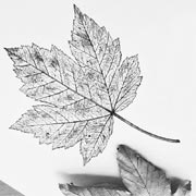 Freshly painted leaves can also be used to make leaf prints.