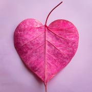 A heart-shaped leaf, painted pink.