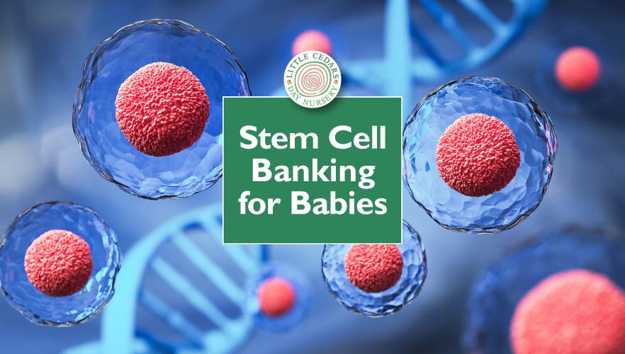 Stem Cell Banking for Babies: An Introductory Guide for Parents Stem Cell Banking for Babies: An Introductory Guide for Parents